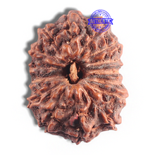 Load image into Gallery viewer, 15 Mukhi Indonesian Rudraksha - Bead No. 104
