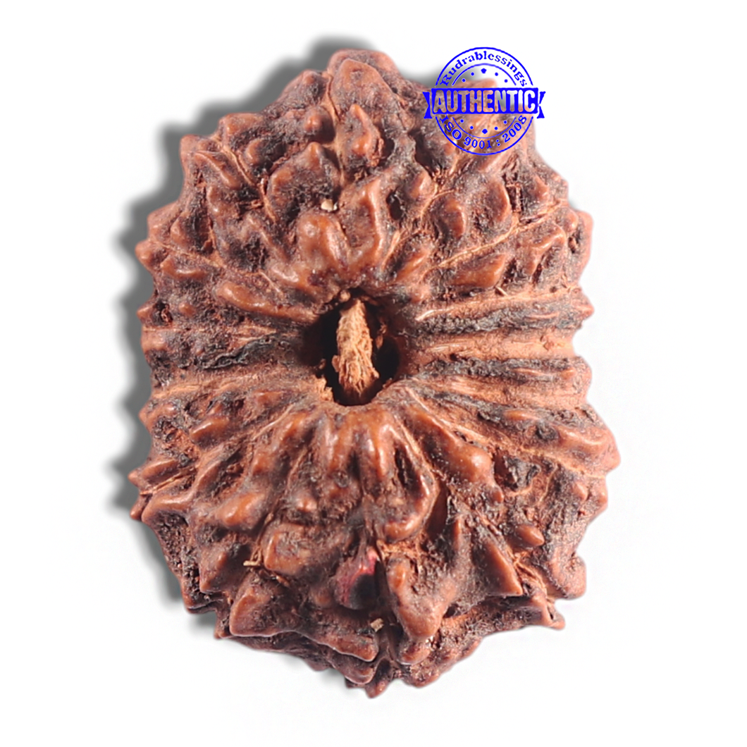 15 Mukhi Indonesian Rudraksha - Bead No. 104