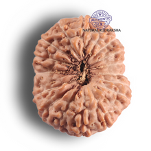 Load image into Gallery viewer, 17 Mukhi Rudraksha from Indonesia - Bead No. 295
