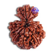 Load image into Gallery viewer, 14 Mukhi Nepalese Garbhgauri Rudraaksha - Bead No. 169
