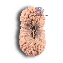 Load image into Gallery viewer, 26 Mukhi Rudraksha from Indonesia

