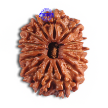 Load image into Gallery viewer, 14 Mukhi Nepalese Rudraksha - Bead No. 291
