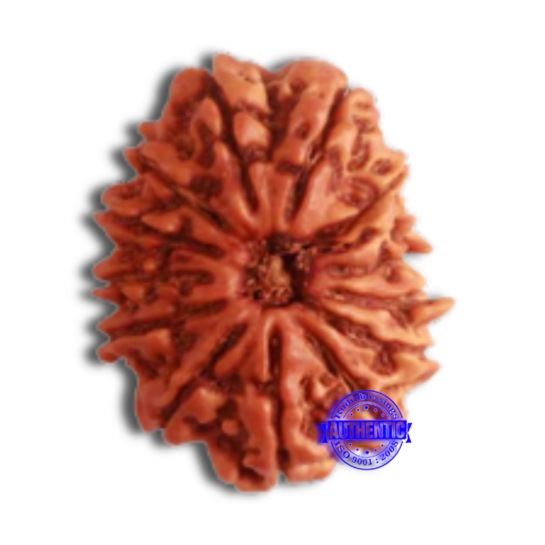 14 Mukhi Nepalese Rudraksha - Bead No. 274