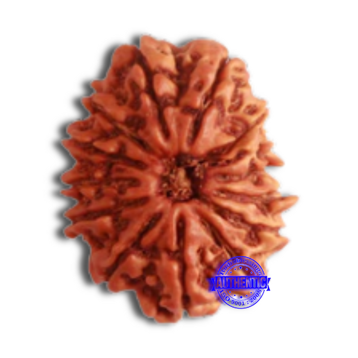 14 Mukhi Nepalese Rudraksha - Bead No. 274