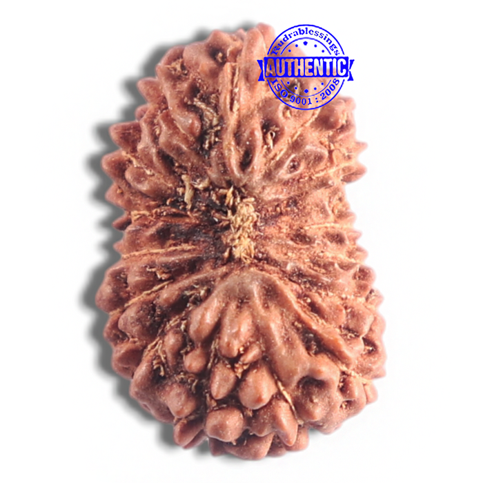 16 Mukhi Rudraksha from Indonesia - Bead No. 185