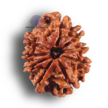 Load image into Gallery viewer, 9 Mukhi Nepalese Rudraksha - Bead No. 468
