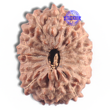 Load image into Gallery viewer, 16 Mukhi Rudraksha from Indonesia - Bead No. 318
