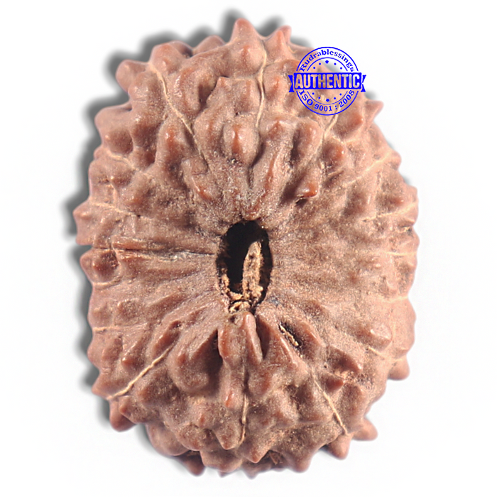 16 Mukhi Rudraksha from Indonesia - Bead No. 318