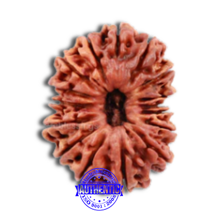 16 Mukhi Rudraksha from Nepal - Bead No. 53