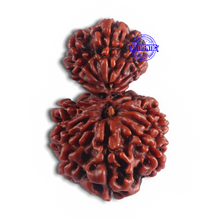 Load image into Gallery viewer, 14 Mukhi Nepalese Garbhgauri Rudraksha - Bead No. 164
