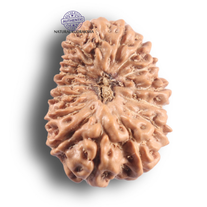 16 Mukhi Rudraksha from Indonesia - Bead No. 348