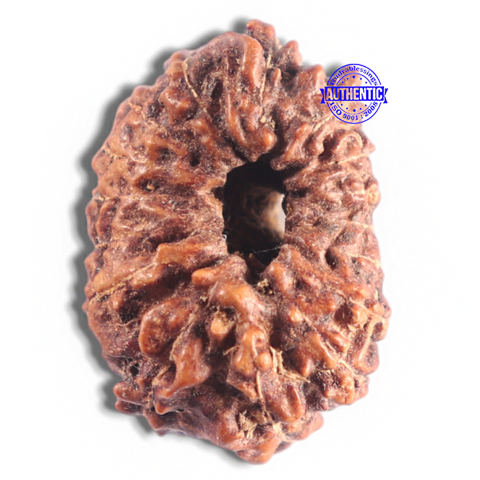 16 Mukhi Rudraksha from Indonesia - Bead No. 223