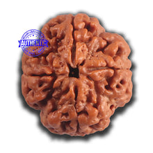 Load image into Gallery viewer, 4 Mukhi Rudraksha from Nepal - Bead No. 445
