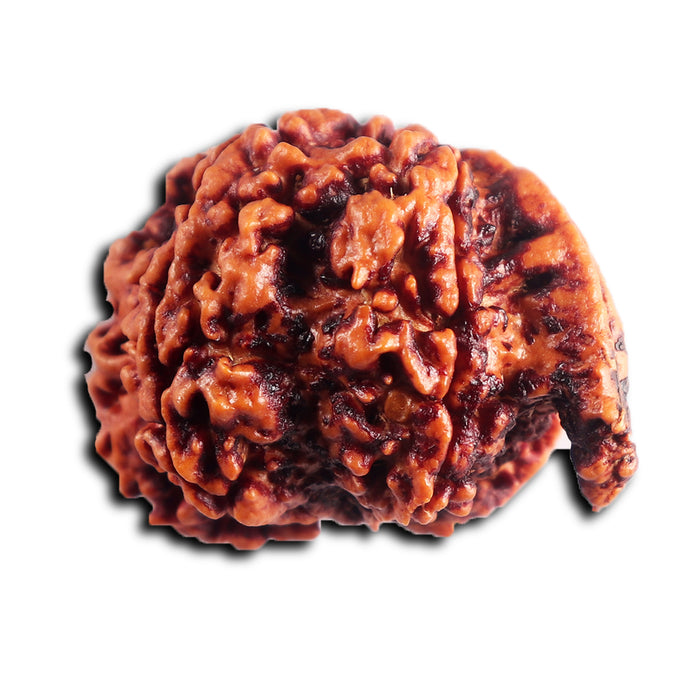 Nepalese Ganesh Rudraksha - Bead No. 292