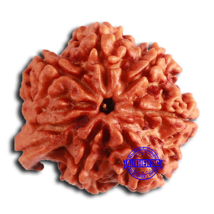 Nepalese Ganesh Rudraksha - Bead No. 192