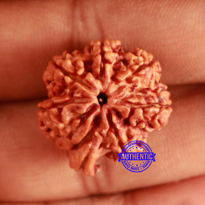 Nepalese Ganesh Rudraksha - Bead No. 192