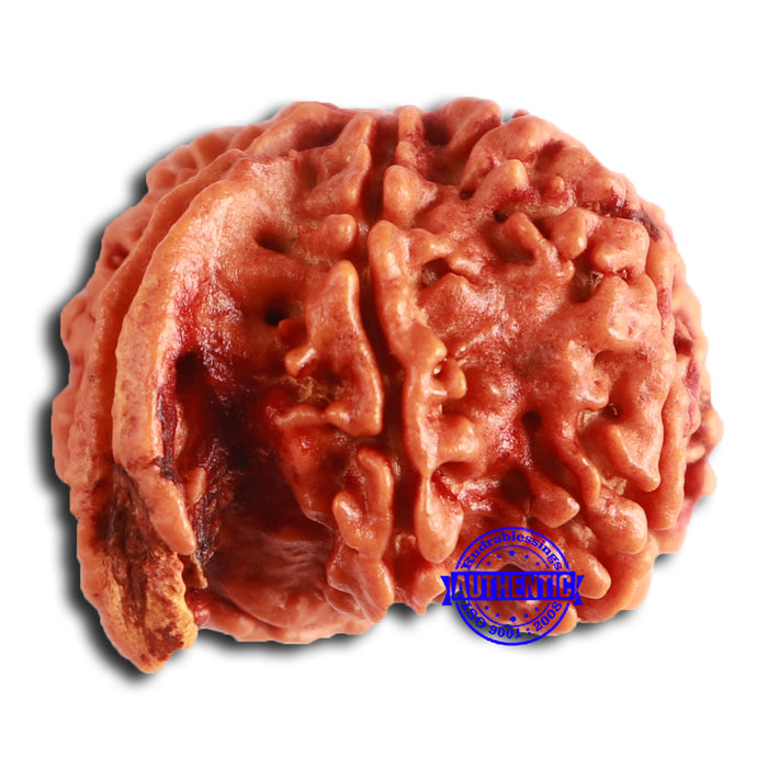 Nepalese Ganesh Rudraksha - Bead No. 192