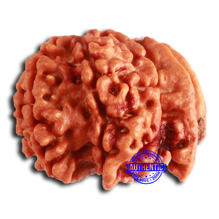 Nepalese Ganesh Rudraksha - Bead No. 192