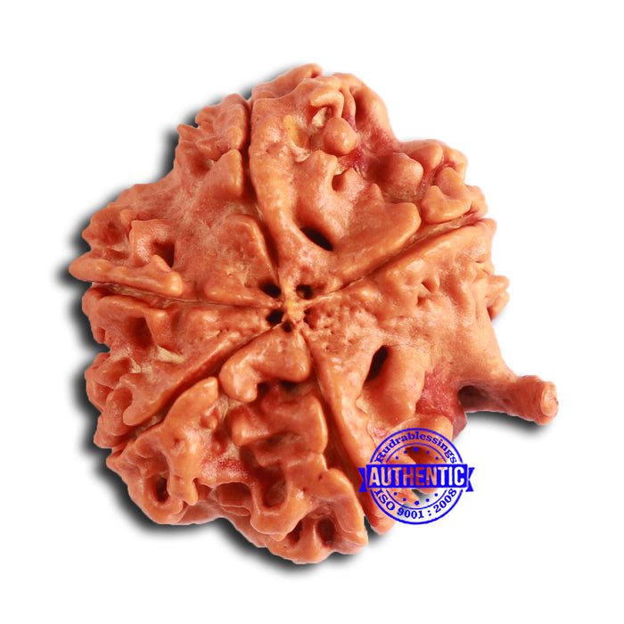 Nepalese Ganesh Rudraksha - Bead 193