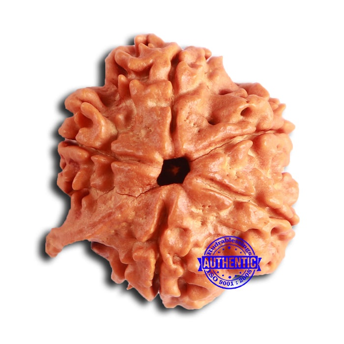 Nepalese Ganesh Rudraksha - Bead 193