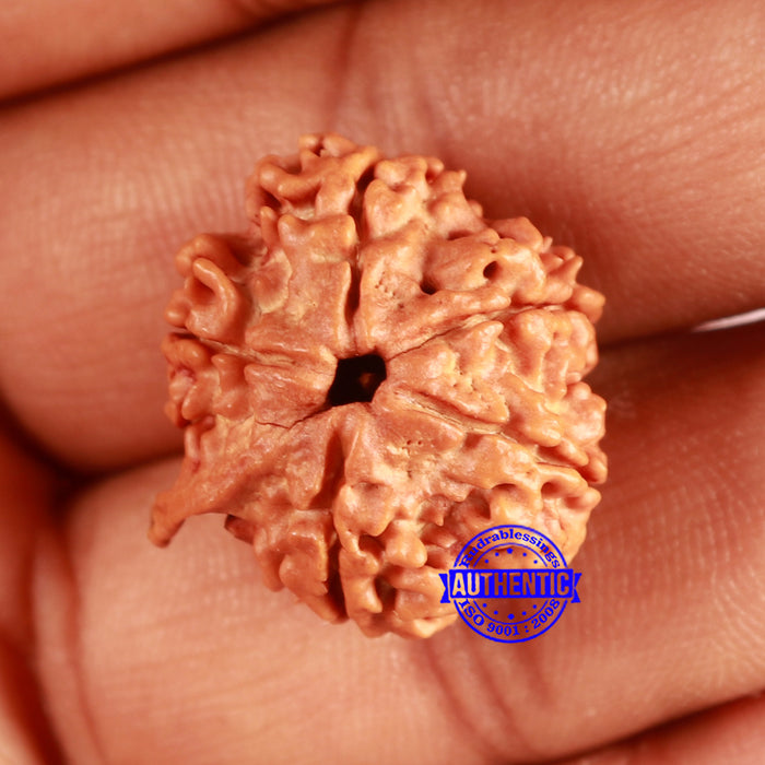 Nepalese Ganesh Rudraksha - Bead 193