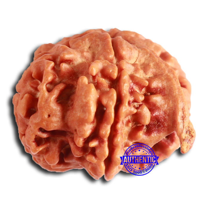 Nepalese Ganesh Rudraksha - Bead 193