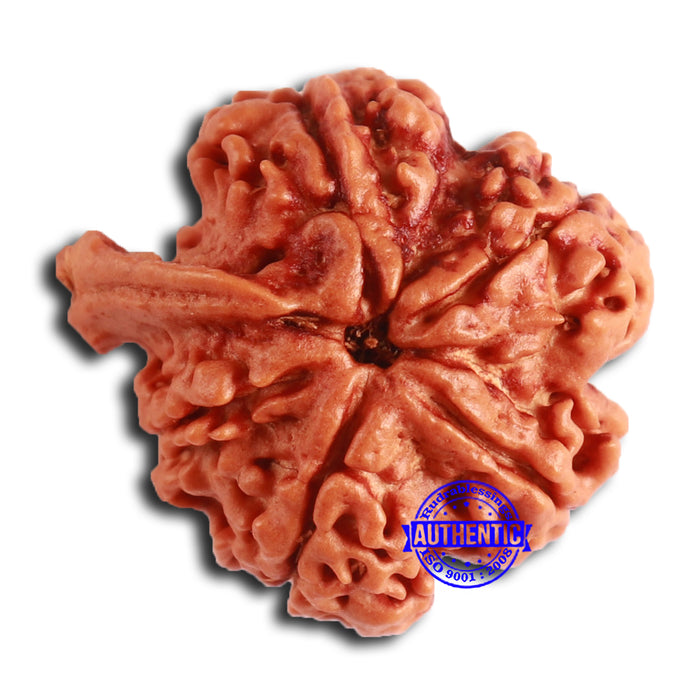 Nepalese Ganesh Rudraksha - Bead No. 194