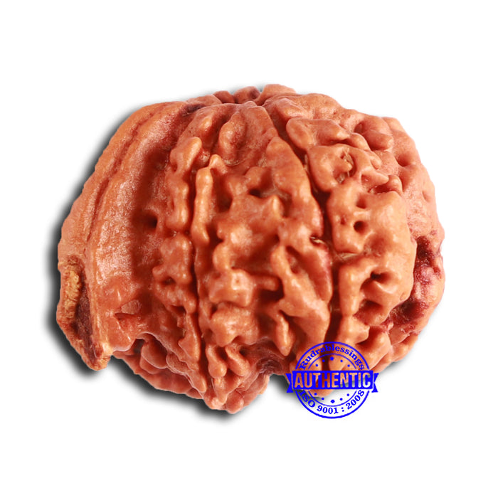 Nepalese Ganesh Rudraksha - Bead No. 194