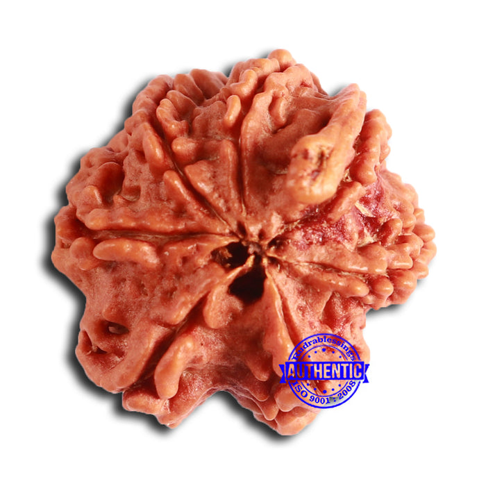 Nepalese Ganesh Rudraksha - Bead No. 195