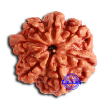 Load image into Gallery viewer, Nepalese Ganesh Rudraksha - Bead No. 195
