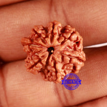 Load image into Gallery viewer, Nepalese Ganesh Rudraksha - Bead No. 195
