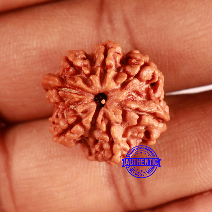 Nepalese Ganesh Rudraksha - Bead No. 195