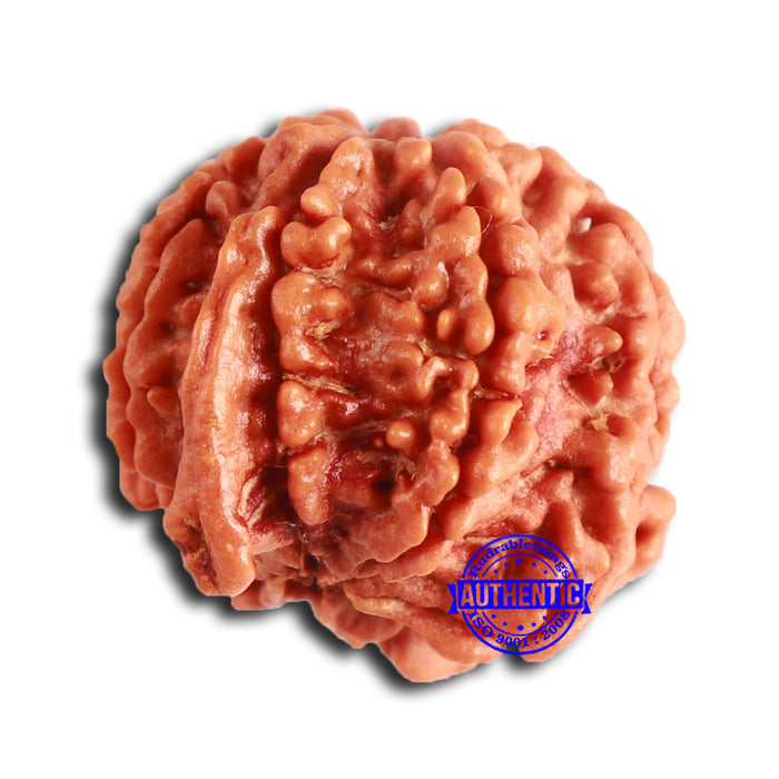 Nepalese Ganesh Rudraksha - Bead No. 195
