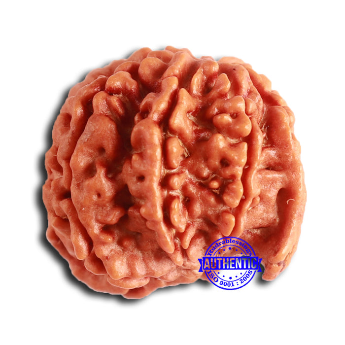 Nepalese Ganesh Rudraksha - Bead No. 195
