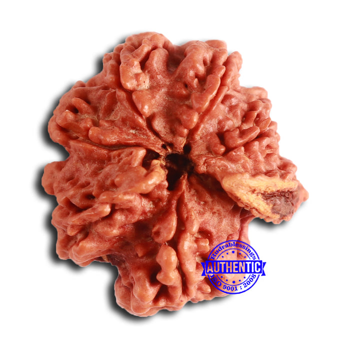 Nepalese Ganesh Rudraksha - Bead No. 196
