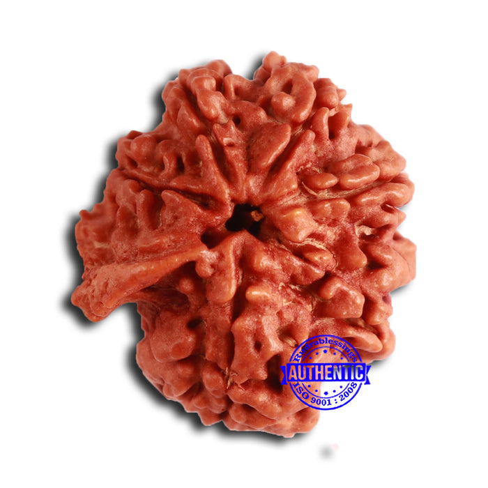 Nepalese Ganesh Rudraksha - Bead No. 196