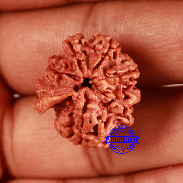 Nepalese Ganesh Rudraksha - Bead No. 196