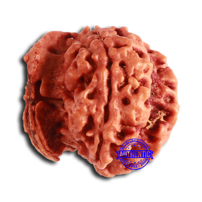 Nepalese Ganesh Rudraksha - Bead No. 196