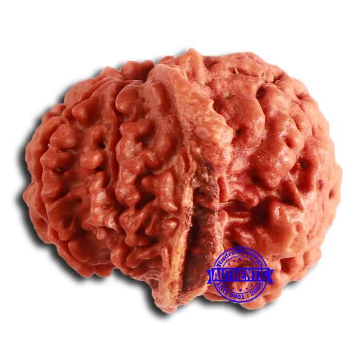 Nepalese Ganesh Rudraksha - Bead No. 196