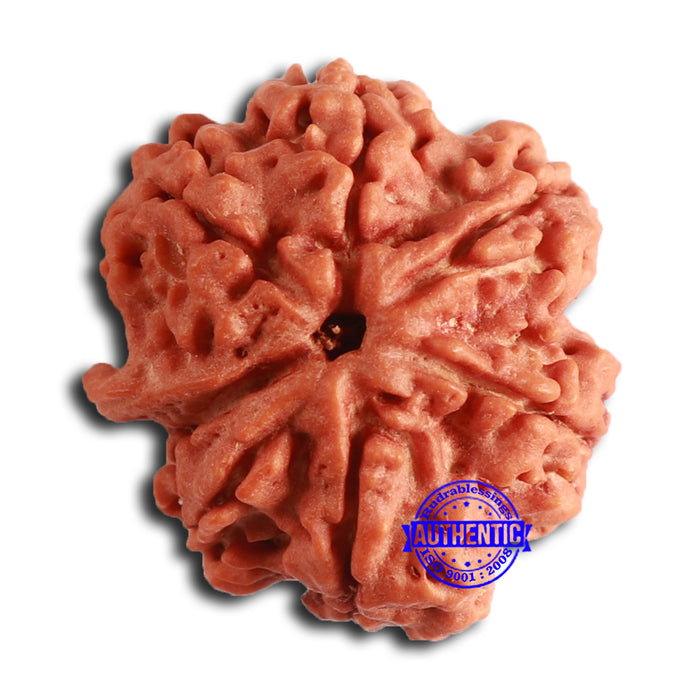 Nepalese Ganesh Rudraksha - Bead 198
