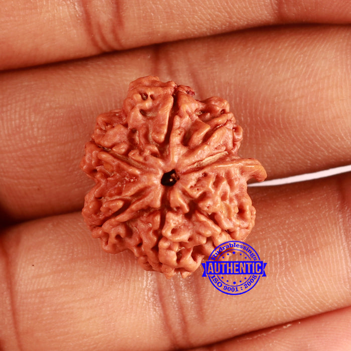 Nepalese Ganesh Rudraksha - Bead 198