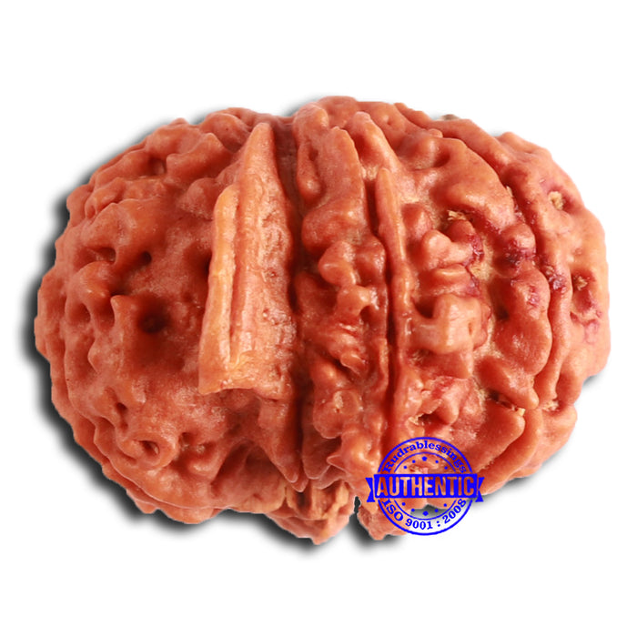 Nepalese Ganesh Rudraksha - Bead 198