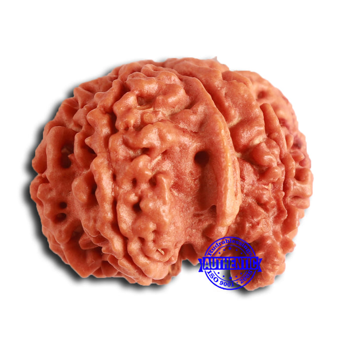 Nepalese Ganesh Rudraksha - Bead 198