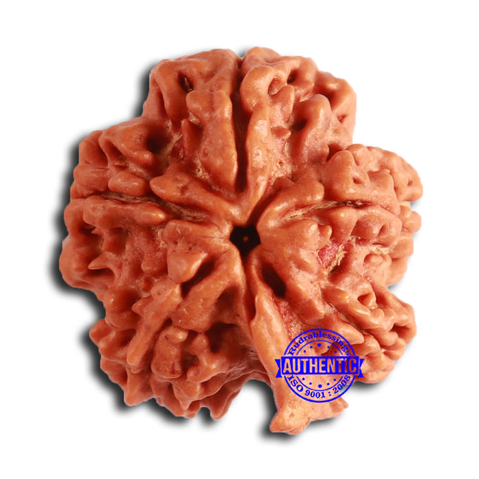 Nepalese Ganesh Rudraksha - Bead 199