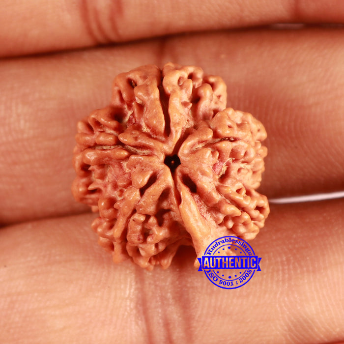 Nepalese Ganesh Rudraksha - Bead 199