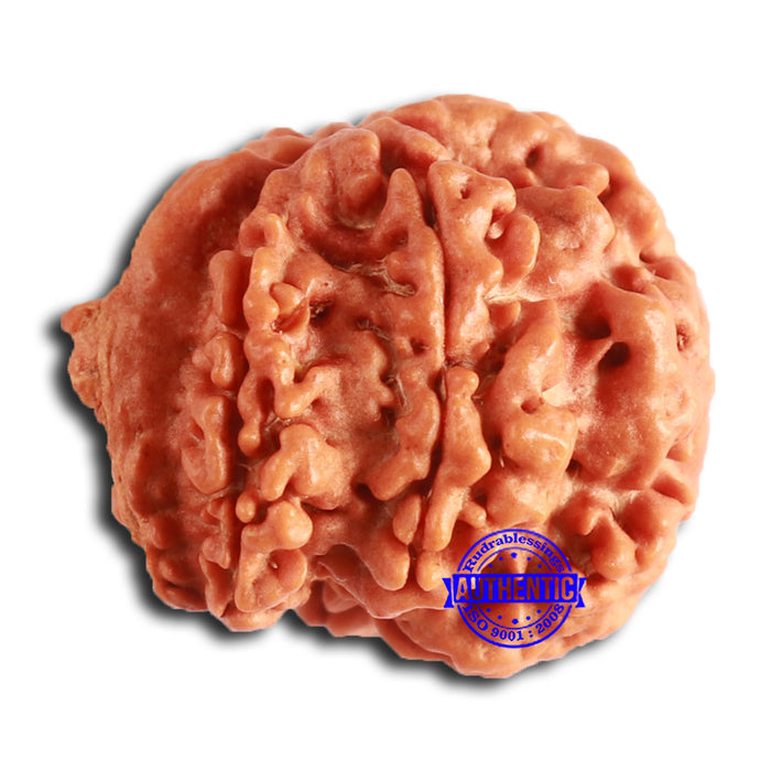 Nepalese Ganesh Rudraksha - Bead 199