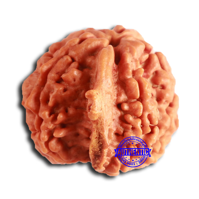 Nepalese Ganesh Rudraksha - Bead 199