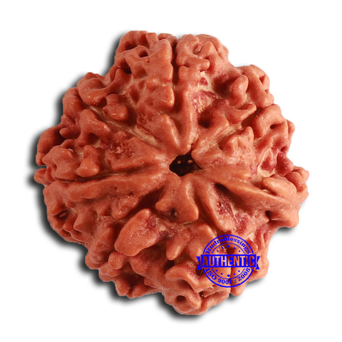 Nepalese Ganesh Rudraksha - Bead 200