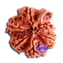 Load image into Gallery viewer, Nepalese Ganesh Rudraksha - Bead No. 201
