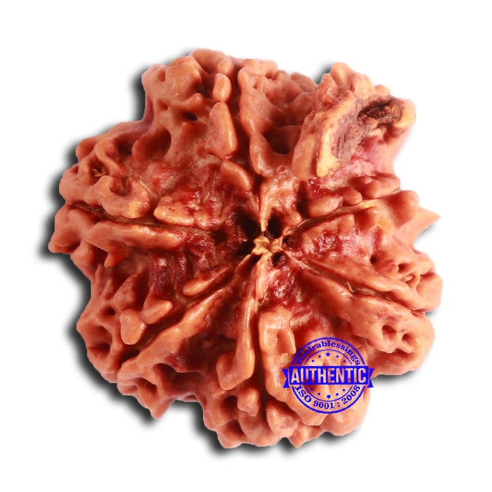 Nepalese Ganesh Rudraksha - Bead No. 201